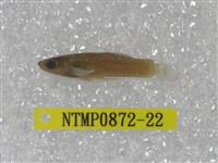 藏品(大肚魚)的圖片